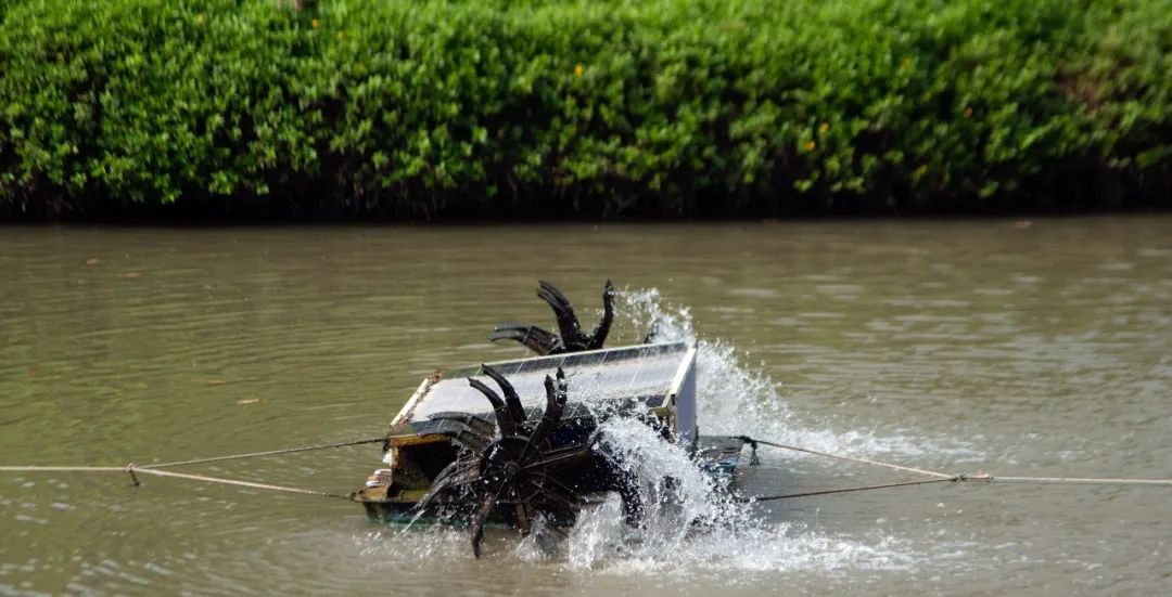 草鱼指环虫问题，苗种成鱼都高发！要知道一个必要，一个重要