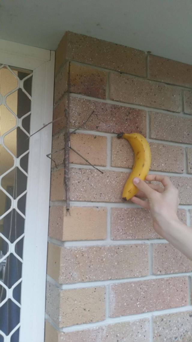 79个难得一见照片，飞机释放烟雾弹，逃票的女乘客，飞翔的蝙蝠