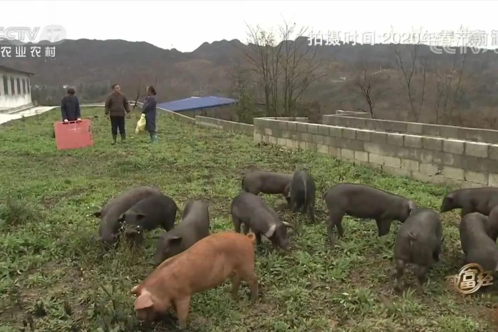 愚公移苍山荒山化作聚宝盆,荒山摇身一变成村民聚宝盆
