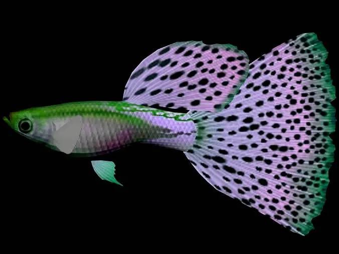 各种漂亮鱼的名称及图片,漂亮可爱的海水观赏鱼