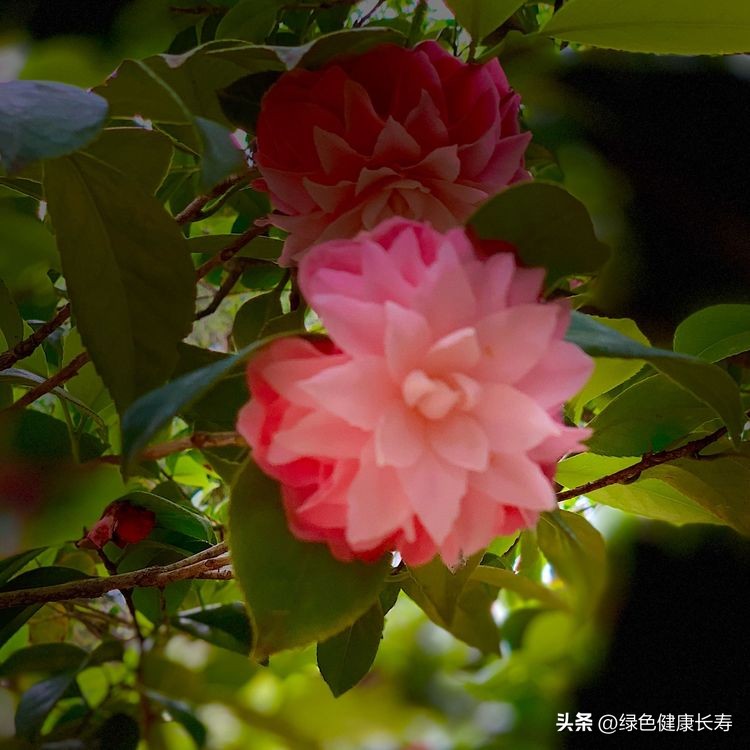 世界花园风景,世界花园