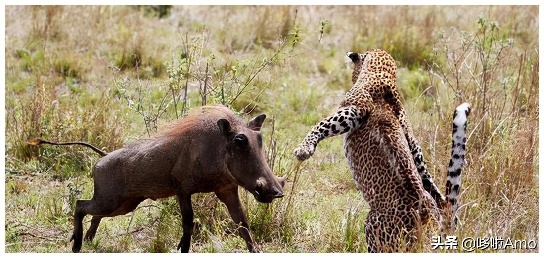 金钱豹动物科普介绍,金钱豹科普