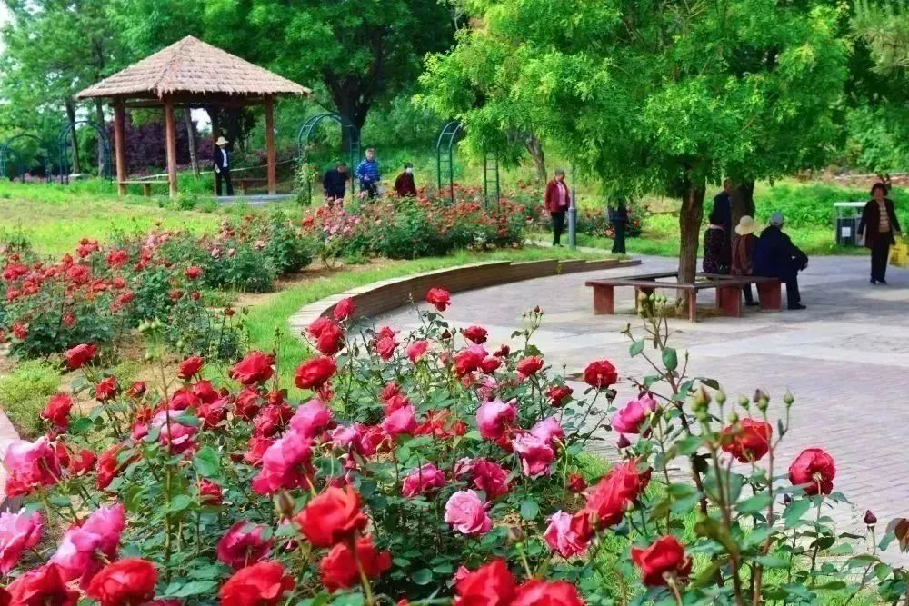 月季花开娇艳无比,月季花开得正烂漫