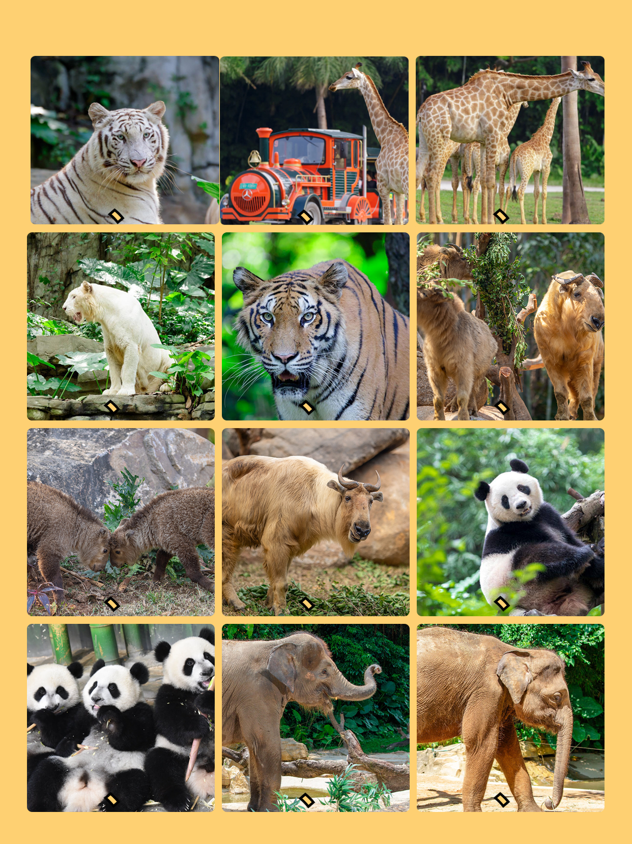 广州长隆野生动物园能寄存行李吗,长隆野生动物园行李可以寄存的吗