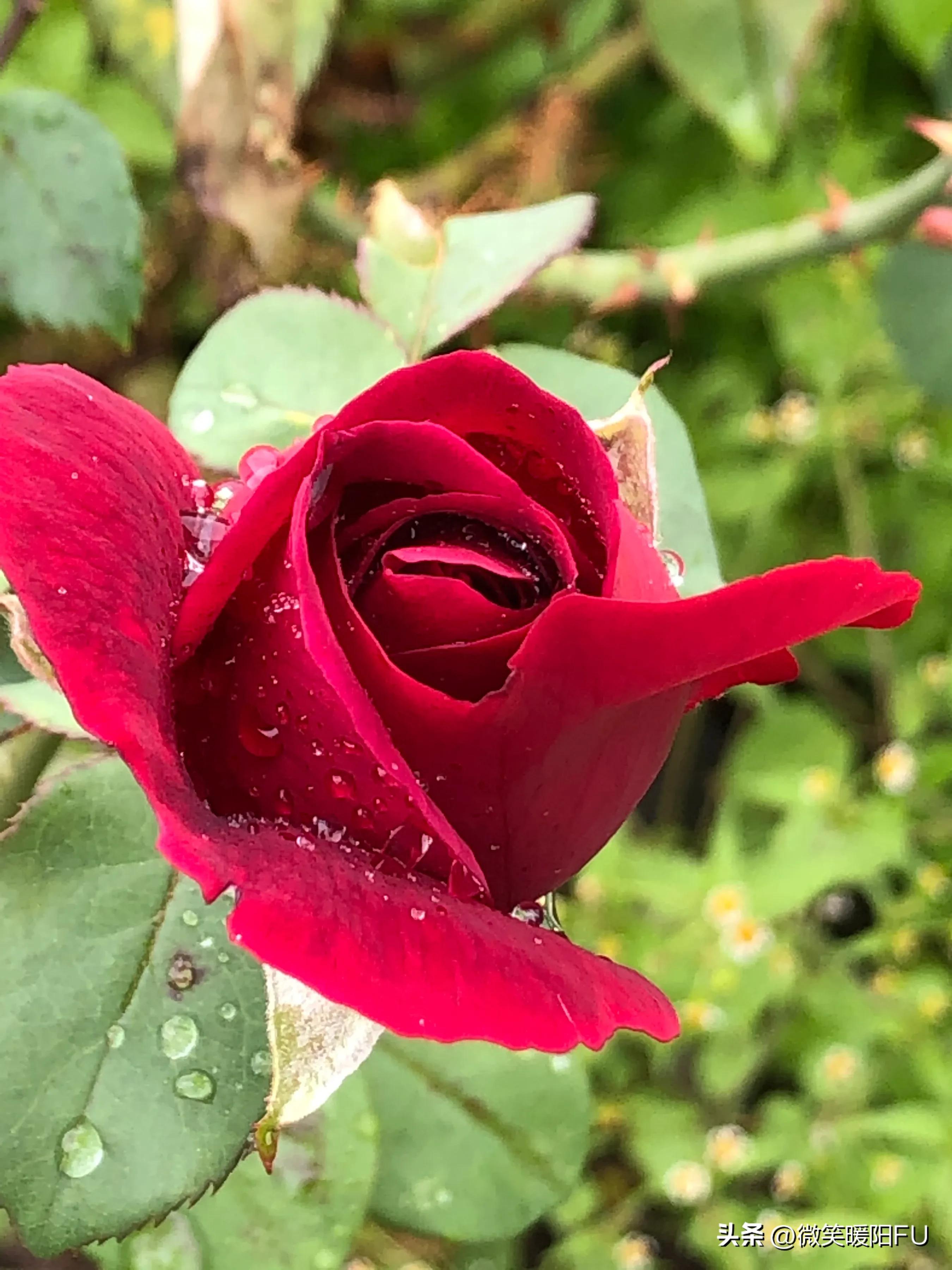 品尝墨红玫瑰,娇艳动人免费阅读