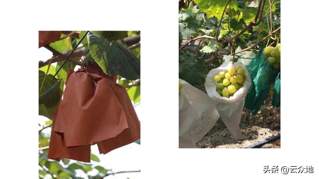 <html>
<head><title>502BadGateway</title></head>
<body>
<center><h1>502BadGateway</h1></center>
<hr><center>nginx</center>
</body>
</html>
<!--apaddingtodisableMSIEandChromefriendlyerrorpage-->
<!--apaddingtodisableMSIEandChromefriendlyerrorpage-->
<!--apaddingtodisableMSIEandChromefriendlyerrorpage-->
<!--apaddingtodisableMSIEandChromefriendlyerrorpage-->
<!--apaddingtodisableMSIEandChromefriendlyerrorpage-->
<!--apaddingtodisableMSIEandChromefriendlyerrorpage-->
