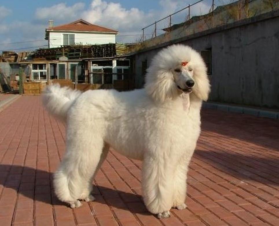 十大最萌宠物狗排行,最萌的宠物狗是什么品种