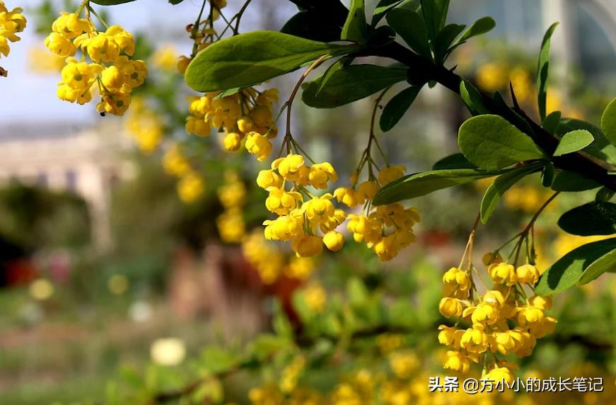 如何像天才一样思考和学习,如何深度分析一本书