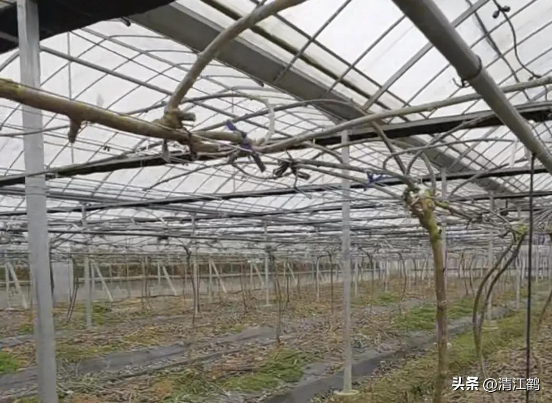 今年猕猴桃树冻害哪个省严重,猕猴桃如何防霜防寒