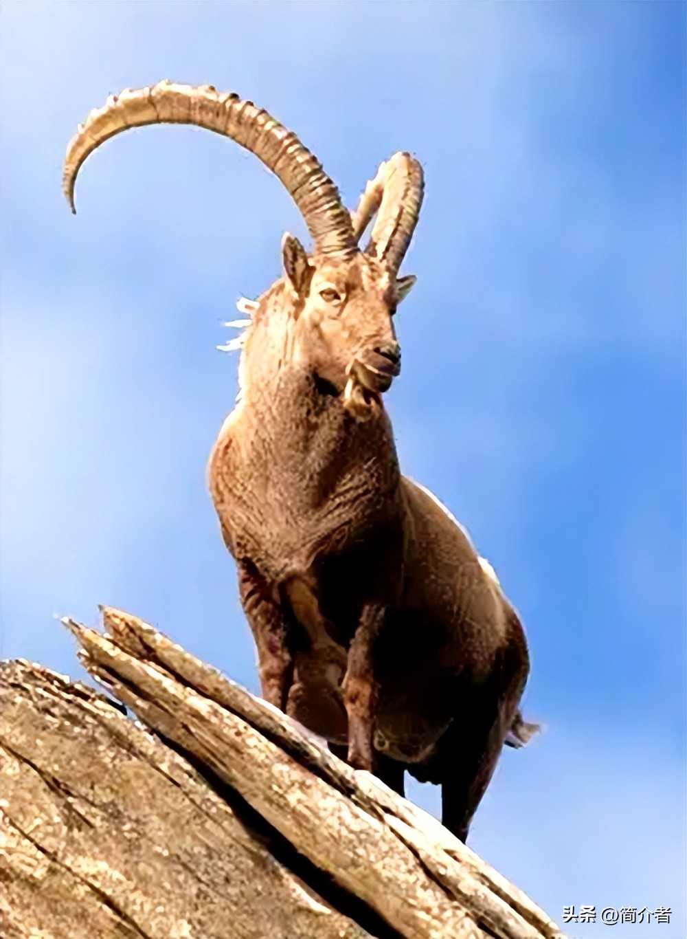 属羊的名人和属虎的名人,属羊的杰出人物现代