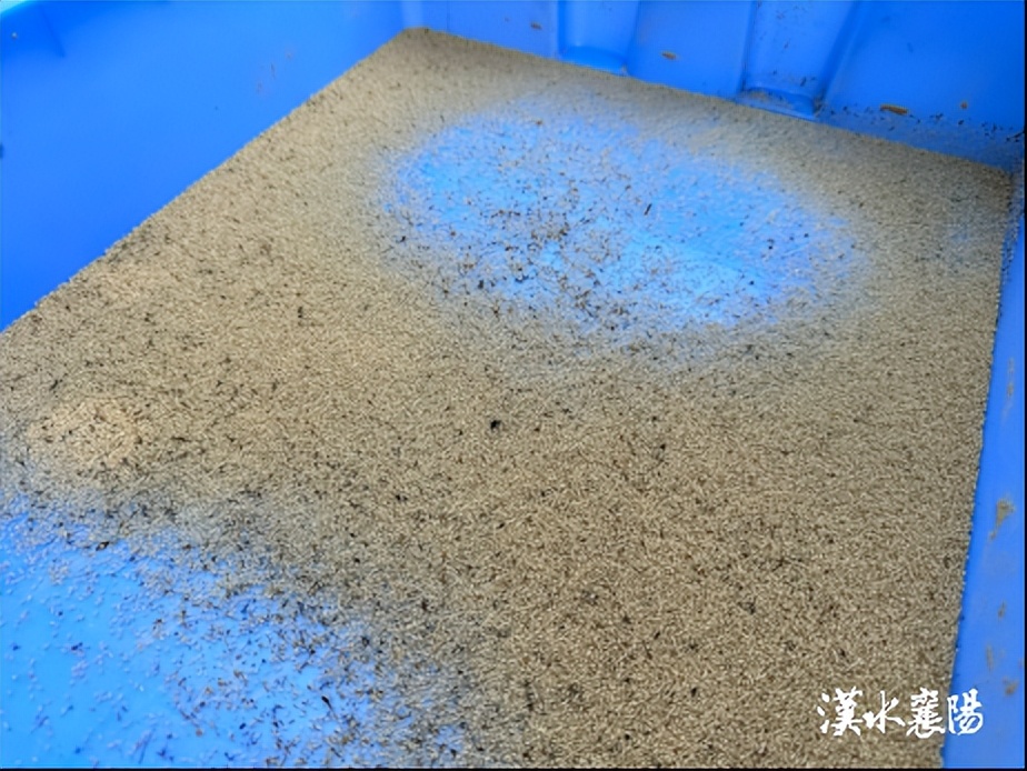 黄黄的小颗粒是什么虫子,跟白芝麻粒一样的虫卵是什么虫啊