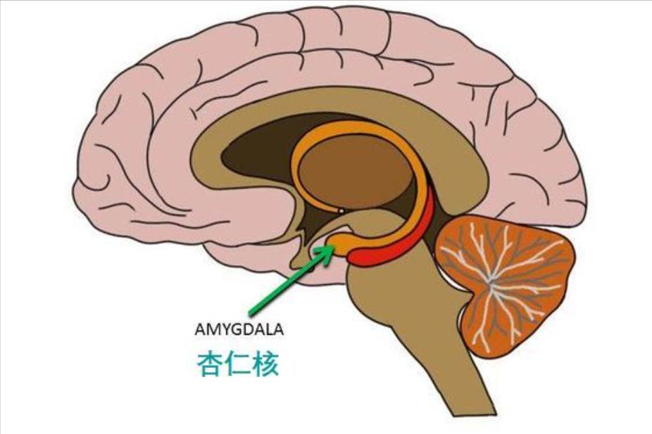女生闻到男生身上的香味代表什么,女生闻到男生身上的香味很刺鼻