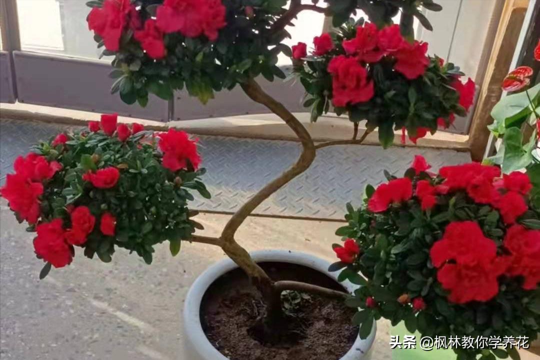 花卉年宵花热销,年宵花卉品种大全及图片