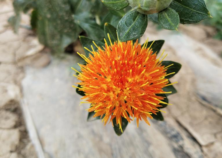 今年红花什么时候采摘,红花夏季最佳采摘时间