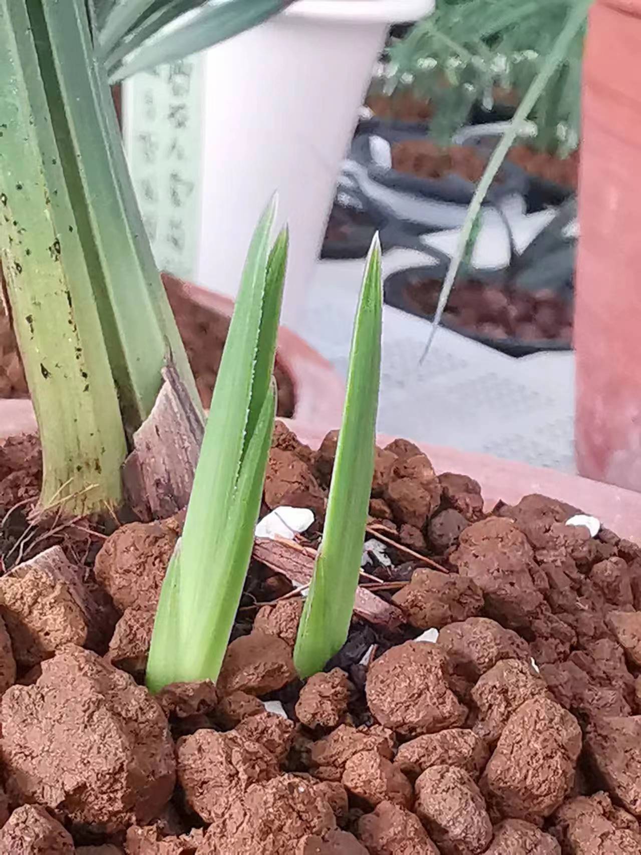 伏天兰花如何浇水养护,兰花适宜的温度及开花时的养护