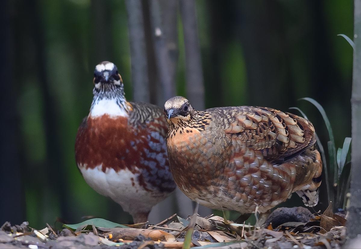 四川发现熊猫是真的吗,中华鹧鸪是濒危物种吗