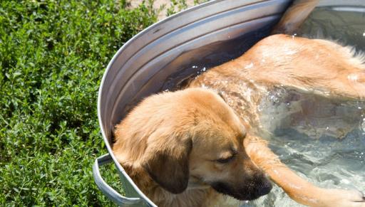 狗狗中暑怎么急救处理,狗狗中暑怎么自救