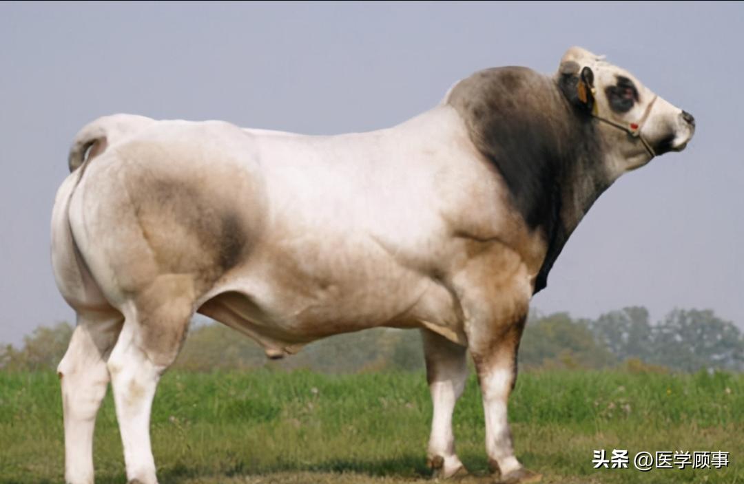 生鲜牛肉哪个品牌的好,牛肉品牌排行榜前十名