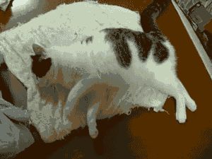 猫会梦到什么呢,猫睡觉都在梦什么