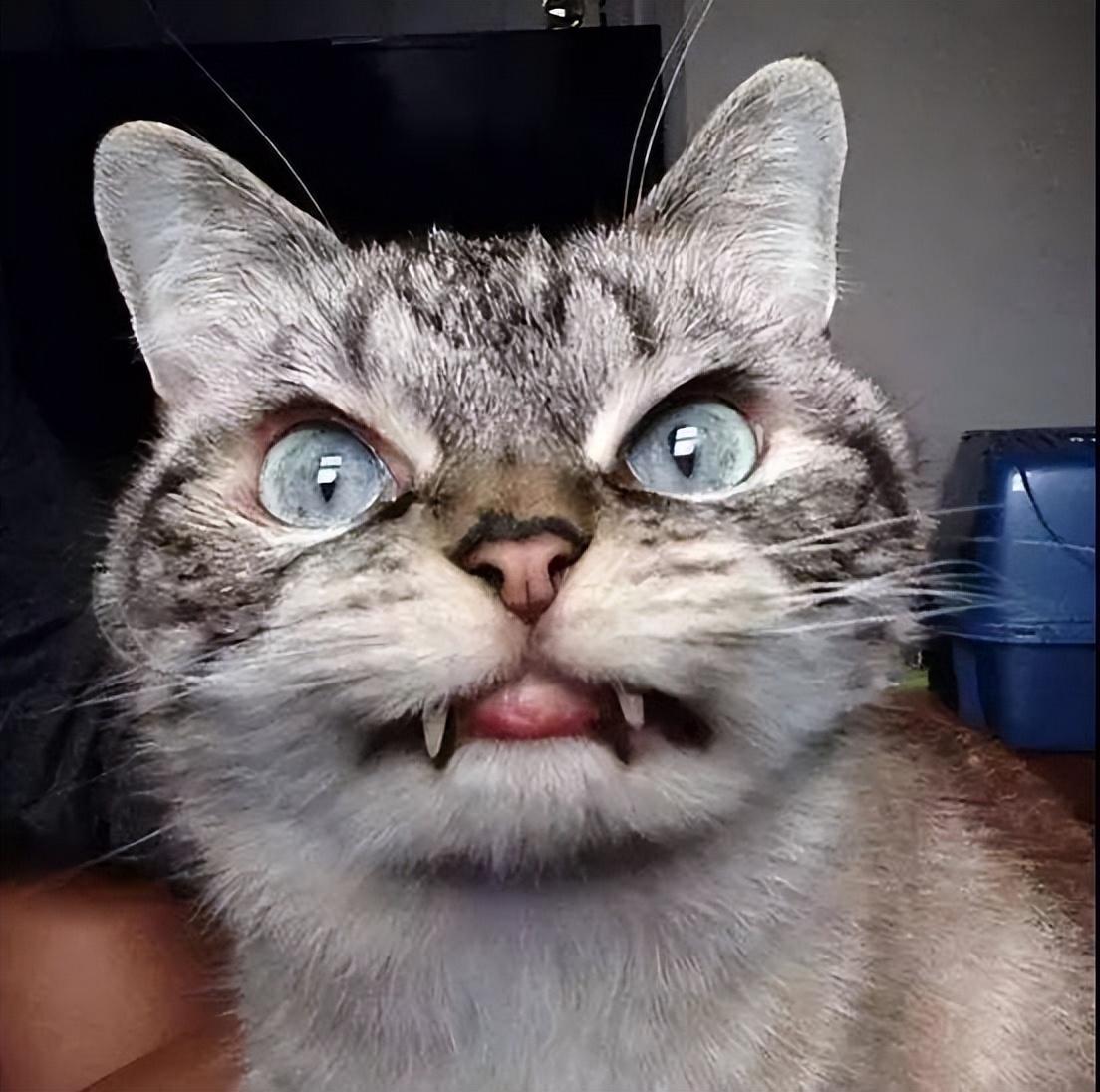 猫咪得狂犬病的前兆是什么症状,猫咪狂犬病的主要表现是什么症状