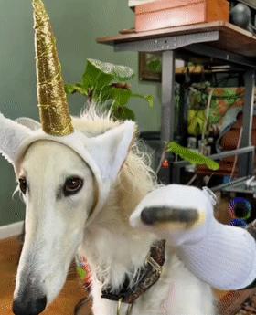 火爆外网的魔性“车座子狗”，究竟是什么梗？