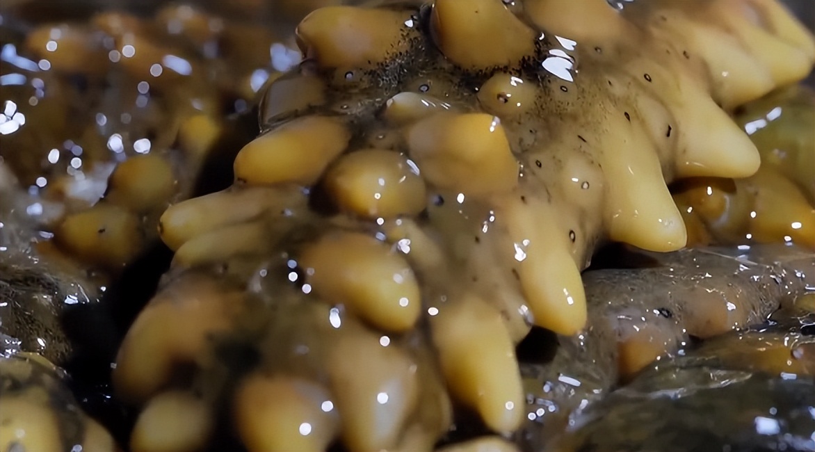 仅有积蓄23块钱，山东小伙大胆借600万，捞出大连海底“小黄金”