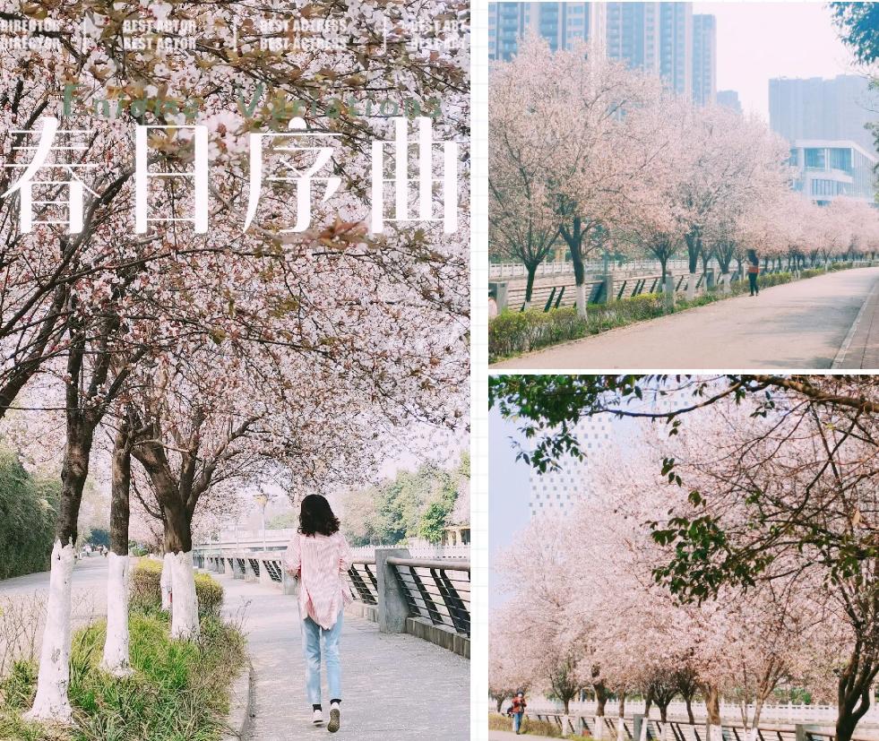 最详细成都旅游攻略,三天成都旅游全攻略