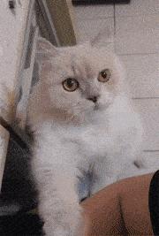 小母猫发情了,作为主人该怎么做呢?