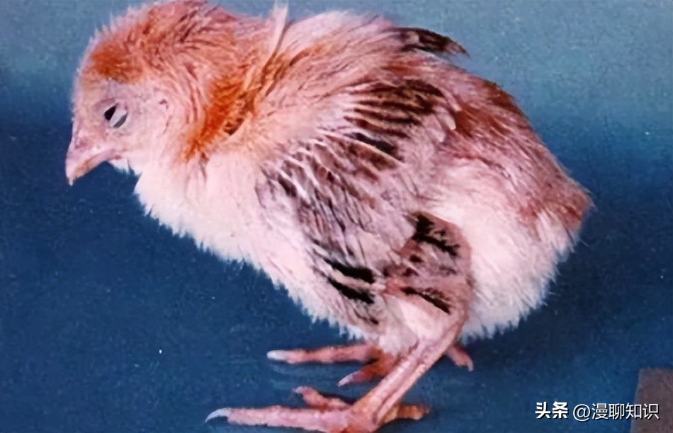 鸡源欧文氏菌是什么？关于它的分离鉴定及耐药基因检测