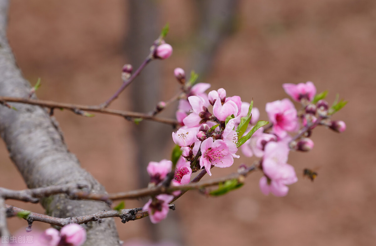 风吹杨柳万千条选段,风吹杨柳万千条指什么生肖