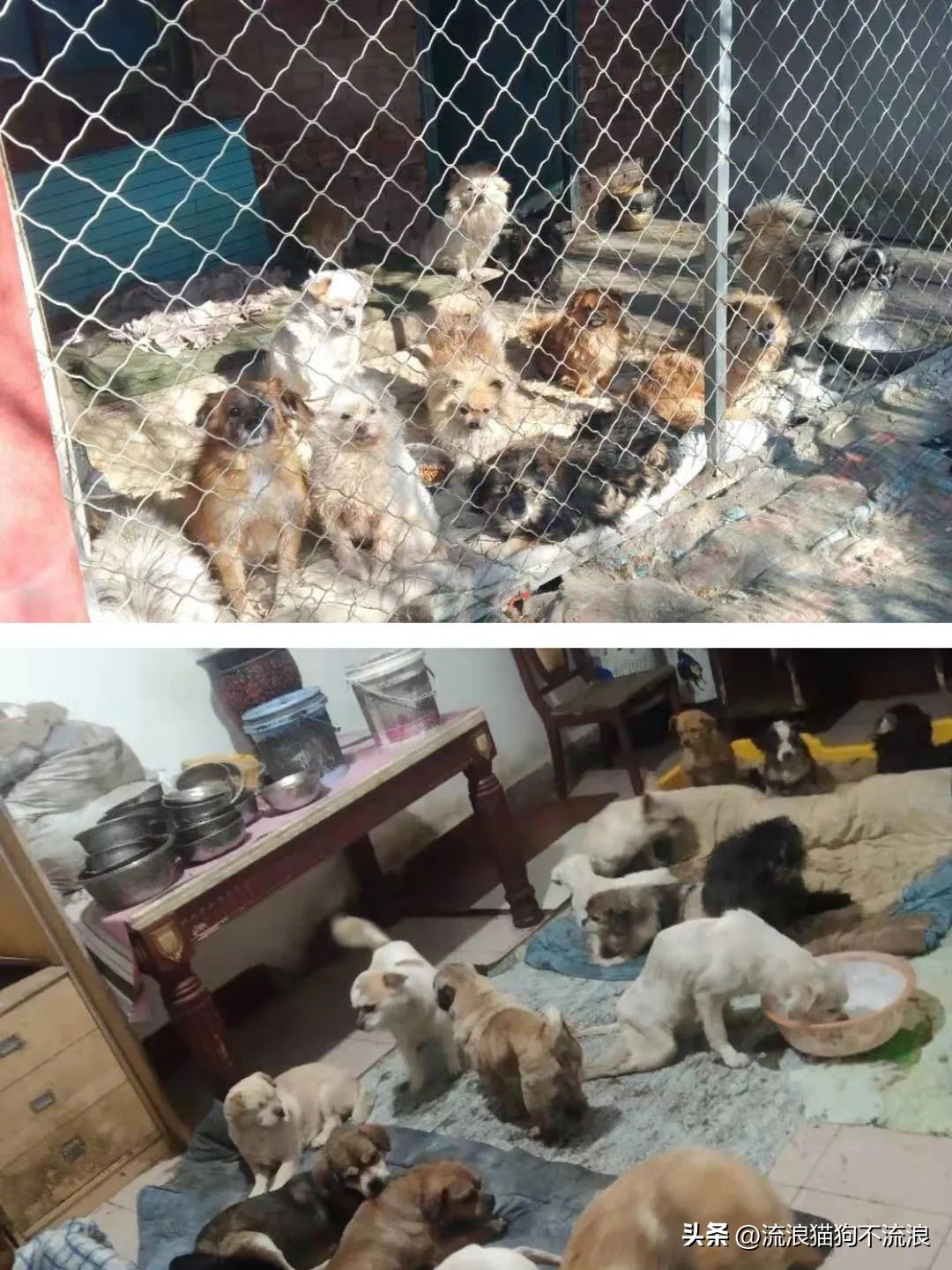 古牧生病前兆,古牧被遗弃了