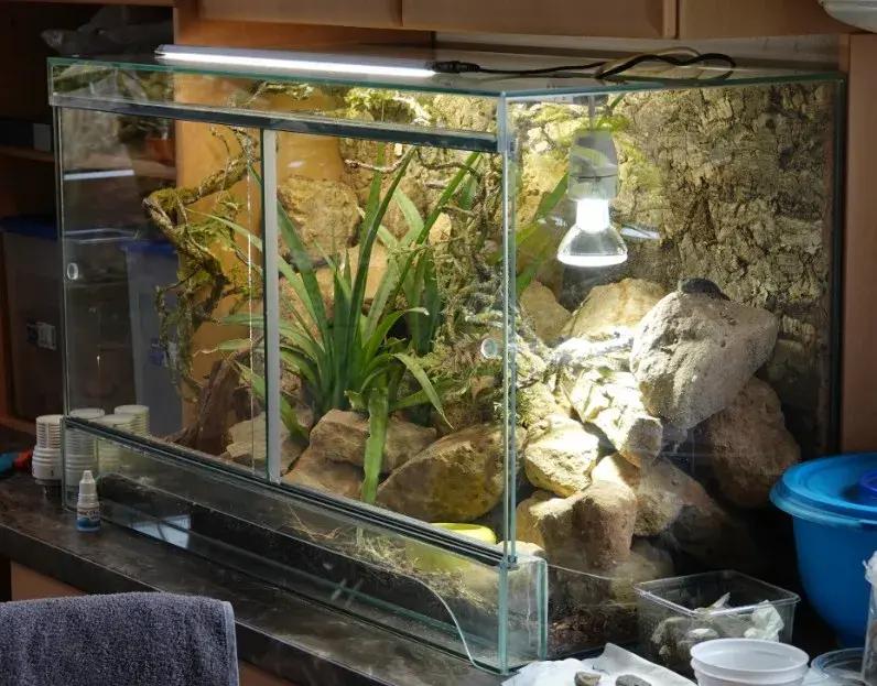 「原来欧洲有这么多种蛇？！」偷师卡塞尔的豢龙大师·下