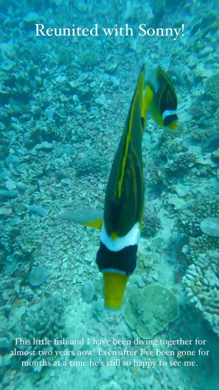 国外美女姐姐海里偶遇一只小鱼，竟引发神奇友谊！网友：前世情人