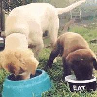 狗狗的屁是不是一股屎味,狗狗的屁有毒吗