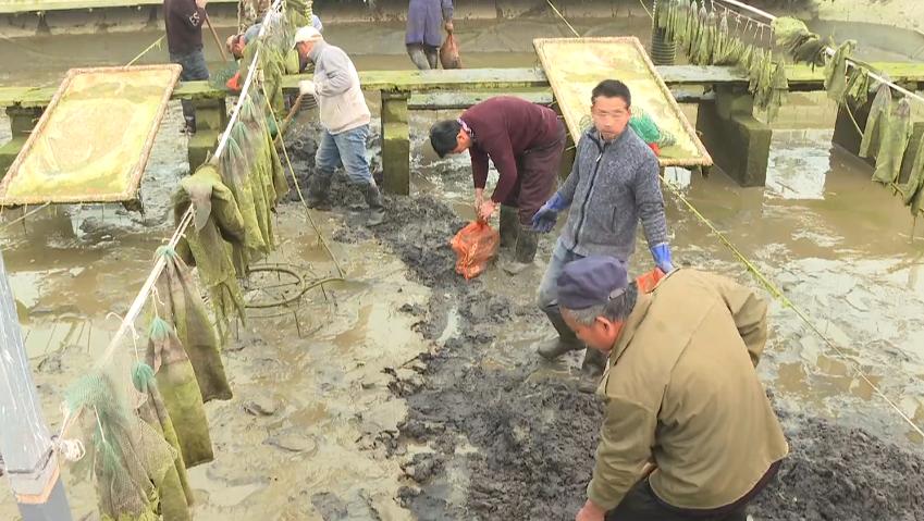 石家庄哪有甲鱼养殖基地,璧山区生态甲鱼养殖