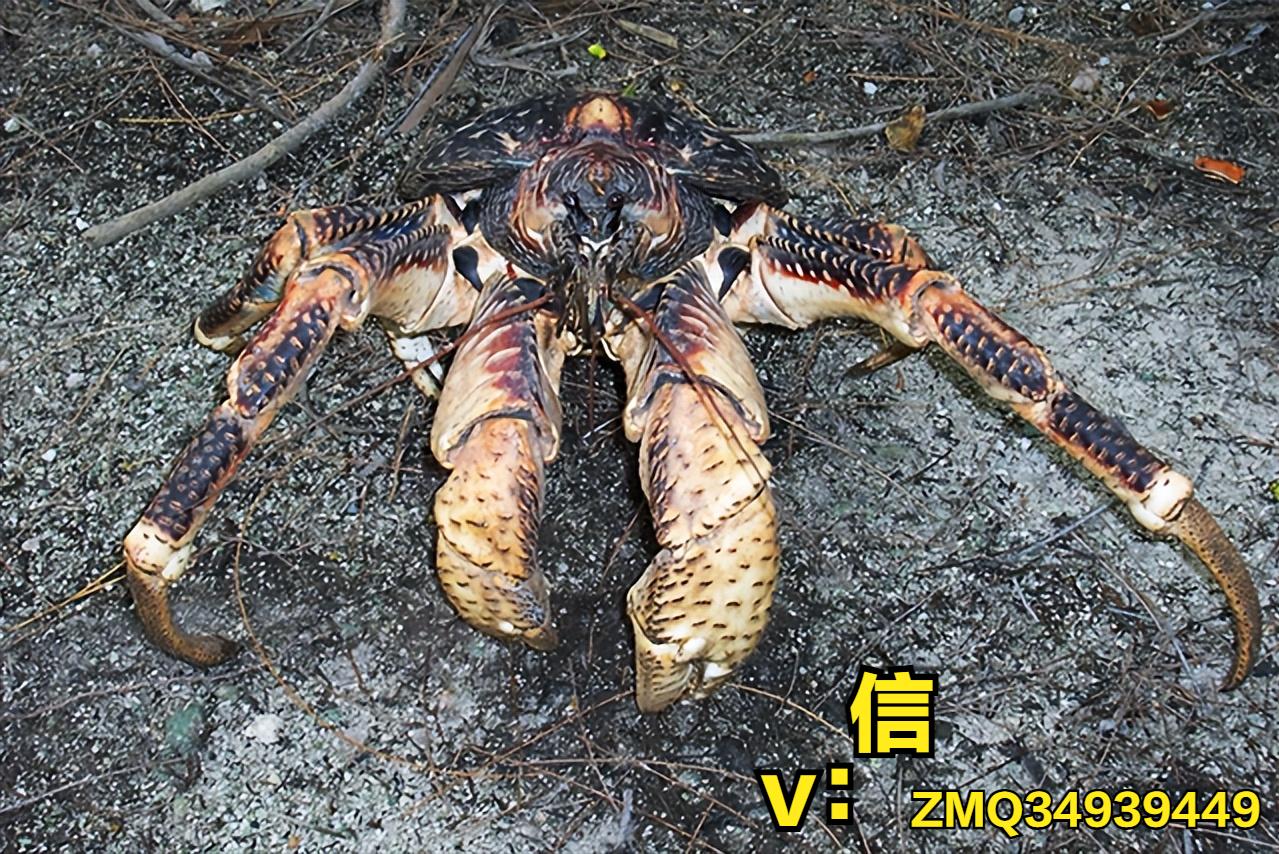 鐡﹀姫闃垮浘鏃呮父鏅偣,鐡﹀姫闃垮浘鏅偣浠嬬粛