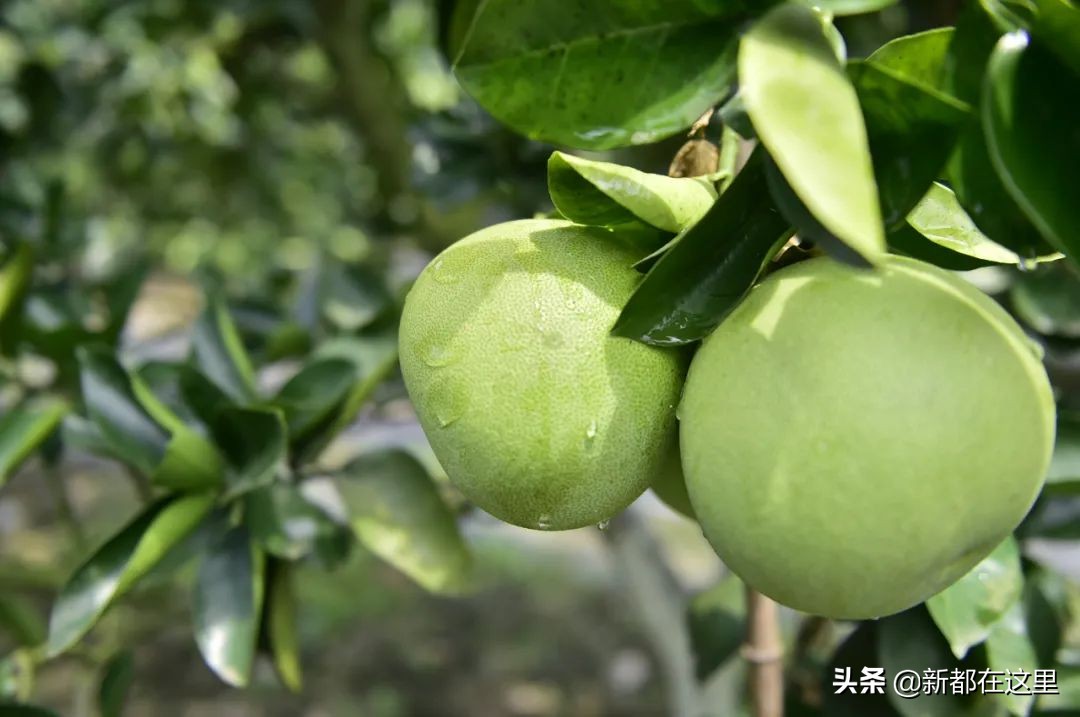 如果城市有颜色重庆,如果城市有颜色作文