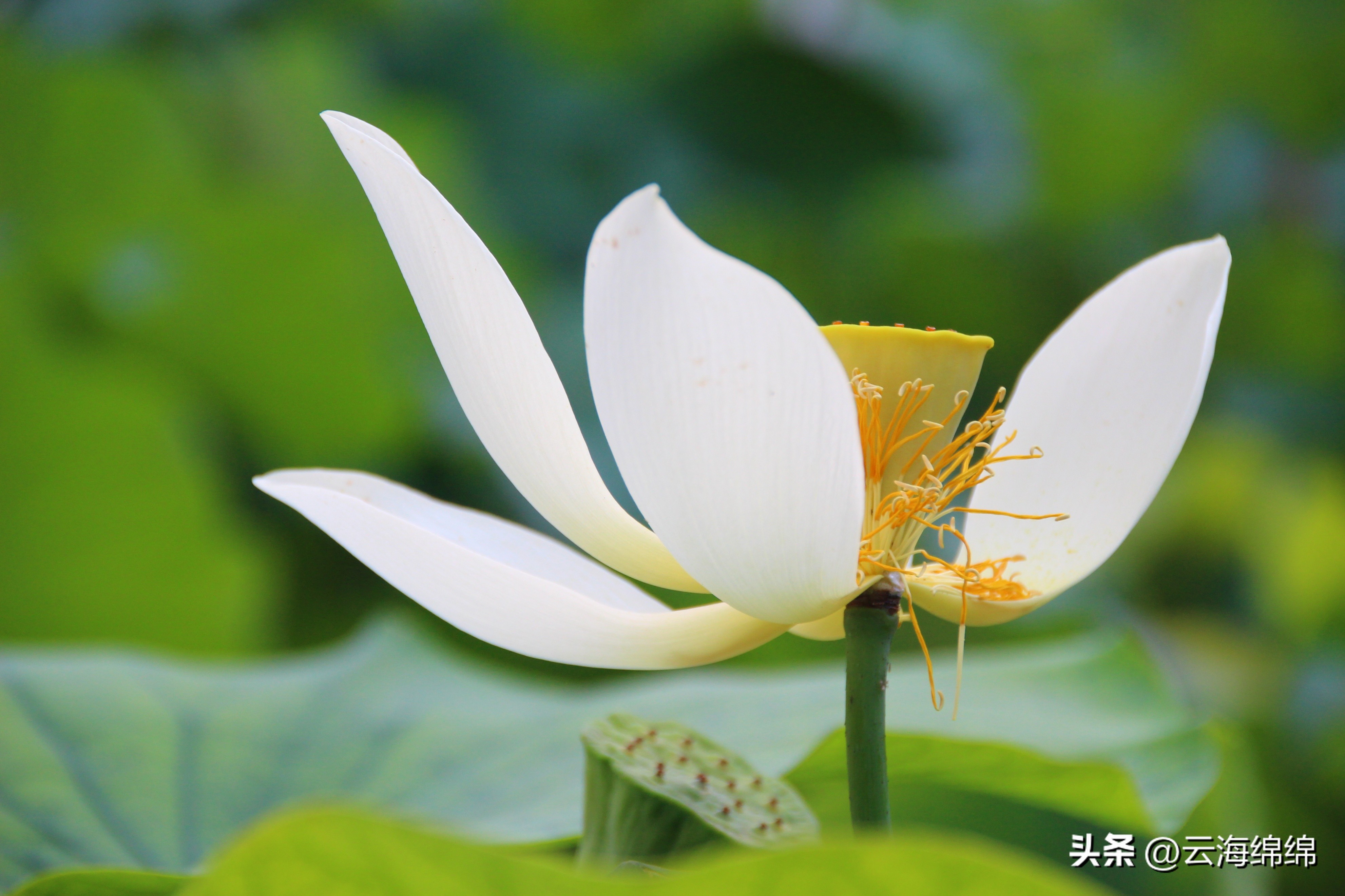 夏日荷花别样红照片,夏日荷花别样红手工