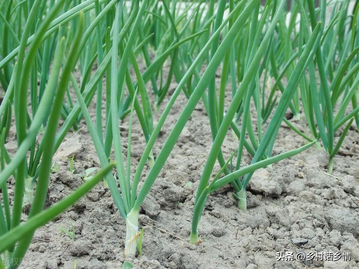 韭菜叶子上有小白点怎么回事,韭菜有黄叶和白点怎么回事