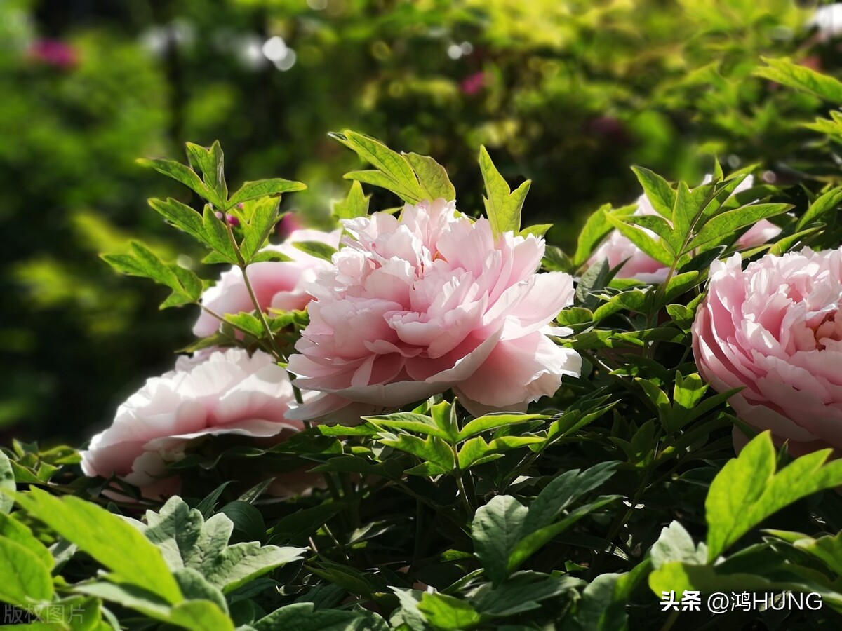 写牡丹花的诗句古诗大全,描写牡丹的诗句古诗