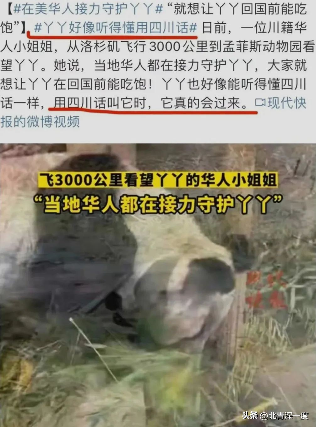 “我为熊猫狂”:被笃信的谣言,被*攻围**的科普