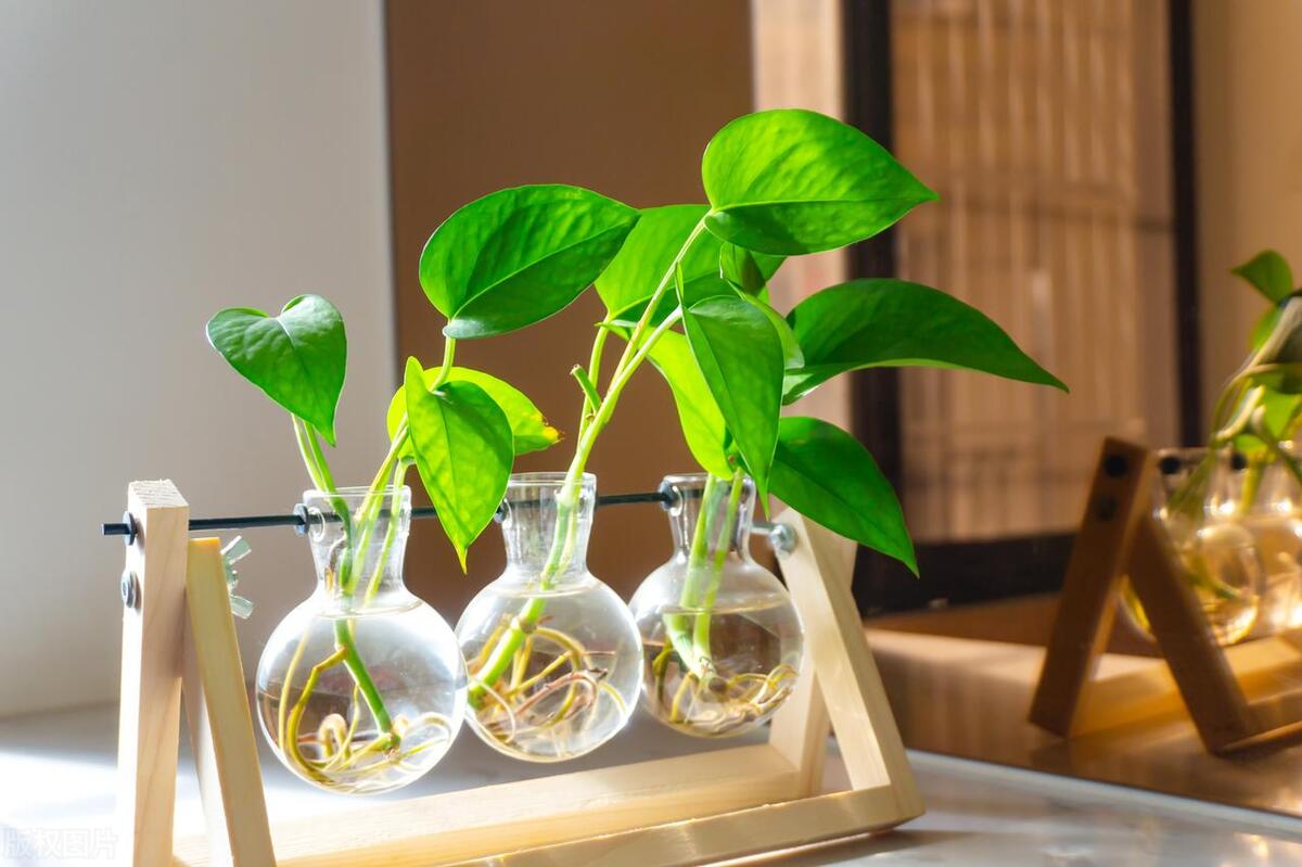 屋内绿植风水布局图解说明,办公室风水布局图绿植