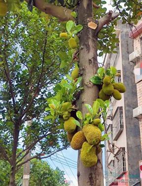 路边的绿化果,路边的绿化树叫什么