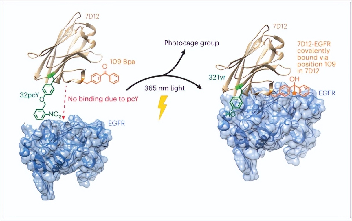 男用避孕药新突破,男性避孕药研究大突破