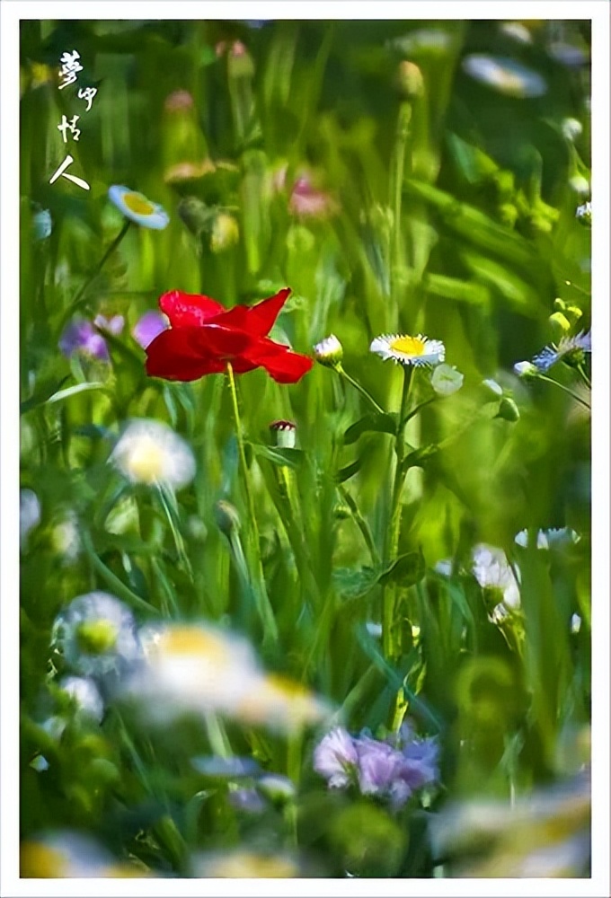 梦中的情人请你留下来,梦中的情人原唱完整版