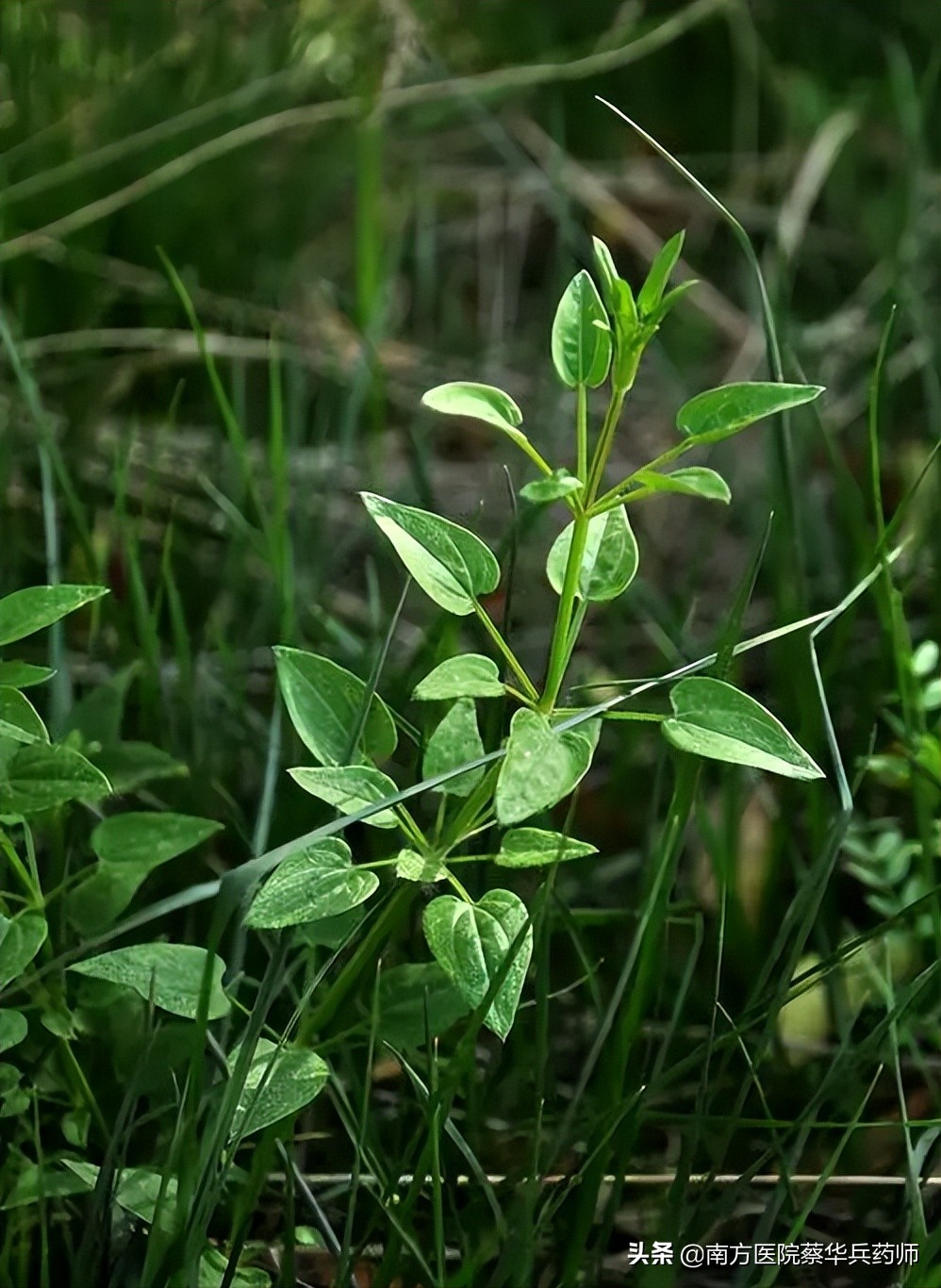 人称血见愁，它能抗肿瘤；活血止血是一流，风湿关节痛无忧