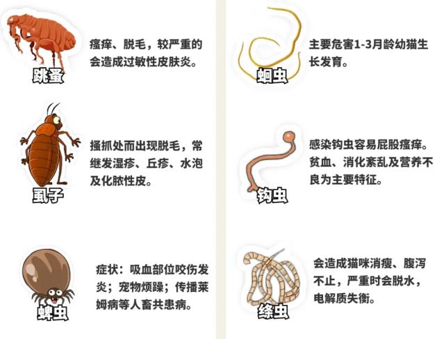 翻脸不认猫,成年母猫和公猫会打架吗