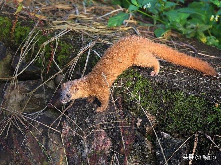 郊外遇见了“狼”，有惊无险