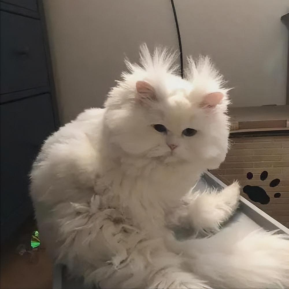 给猫咪洗澡有哪些注意事项,给猫咪洗澡的七个注意与十个步骤