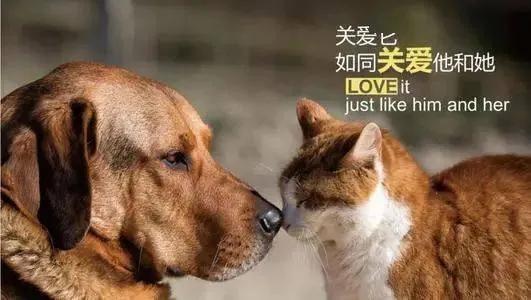 养宠物残忍还是虐待动物残忍,养狗算虐待动物吗